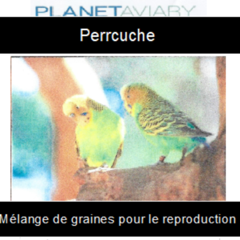 Melange-Perruche-reproduction7.jpg