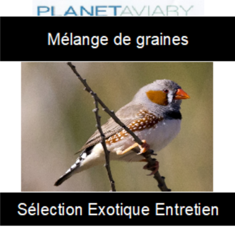 PA-melange-oiseaux-exotiques9.jpg