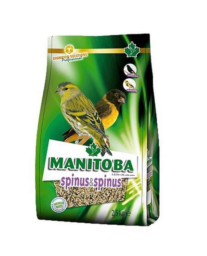 Manitoba Spinus