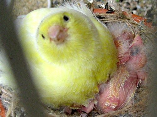 Femelle canari du Harz sur nid