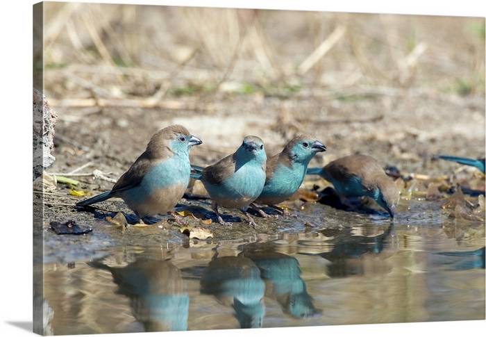 Donner bain oiseaux Cordons bleus 2