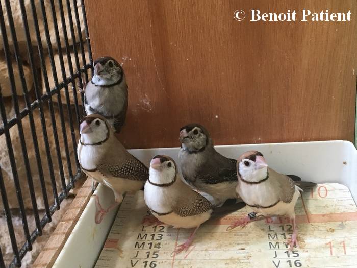 Jeunes oiseaux en cours et en fin de mue, les trois bruns sont des femelles (année 2019)