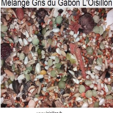 Mélange de graines pour Gris du Gabon