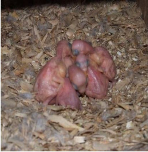 La perruche à collier Reproduction bébés 2 jours