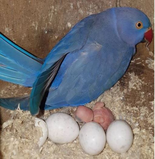 La perruche à collier Reproduction mère au nid