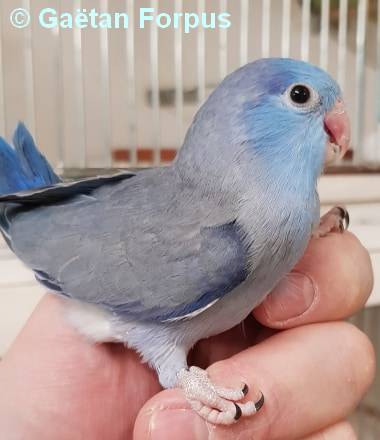 Toui Celeste jeune mâle mutation bleu cobalt 30 jours sorti du nid Gaétan Forpus