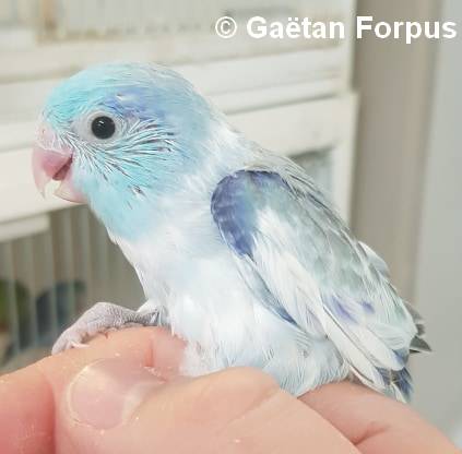 Toui Celeste jeune mâle mutation bleu panaché 30 jours sorti du nid Gaétan Forpus