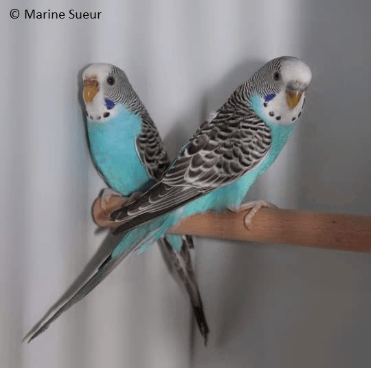 Perruche ondulée couple mutation bleue