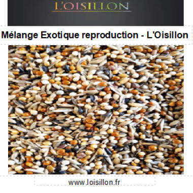 mélange de graines reproduction pour oiseaux exotiques de l'Oisillon