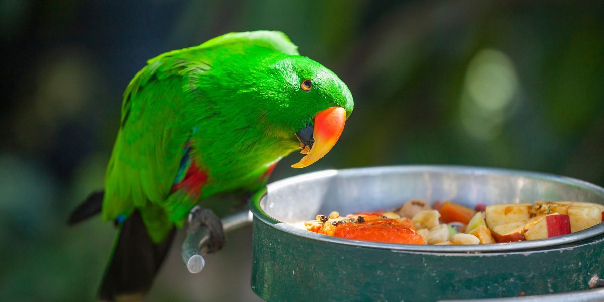compléments alimentaires pour un perroquet