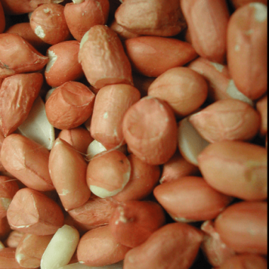 Cacahuètes pour perroquet